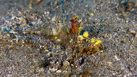 Der-Stacheldevisfisch-Gräbt-Sich-Mit-Ruckartigen-Bewegungen-In-Den-Dunklen-Sand