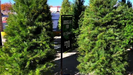 freshly cut new christmas trees for sale with sign douglas fir 5-7 foot for $70 with cars driving by in background as camera pans up the green trees - in 4k 30fps slowed half speed