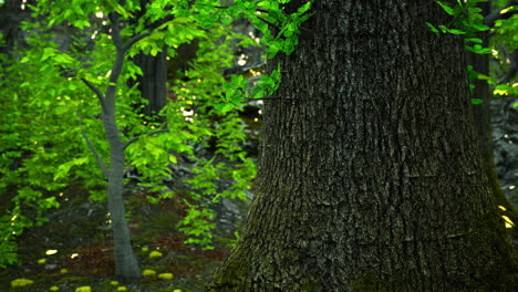 sunlight in a forest