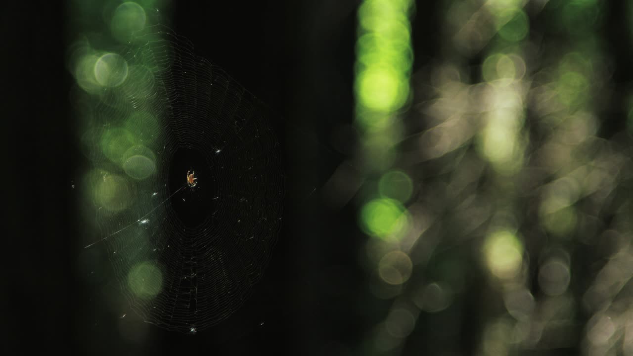 araña en una red en el bosque