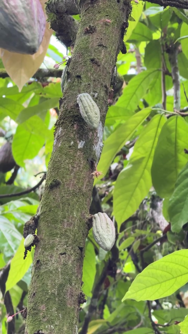 Young Cacao Pods Growing on a Tree Trunk in a Tropical Orchard