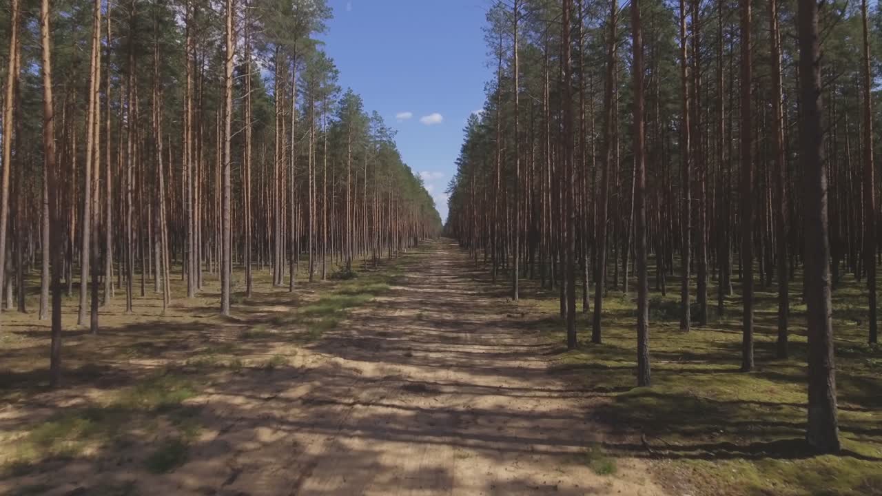 Long Sandy Felling In High Straight Pine Forest. Aerial Low Flying Forward
