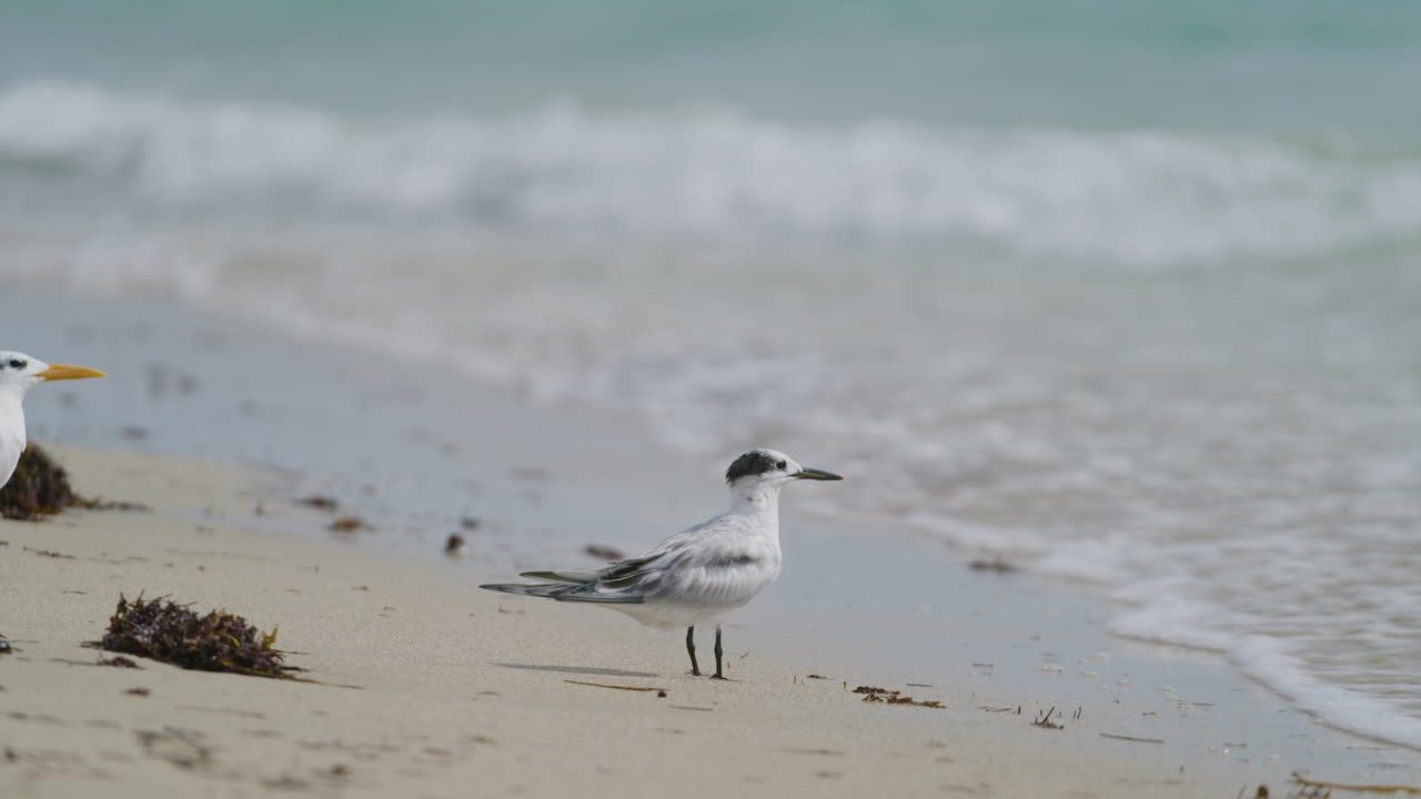 Seagull on the shore of South Beach.