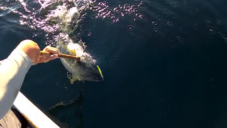 Fisherman-gaffs-yellowtail-fish-caught-on-crankbait-lure-out-of-water-under-golden-light