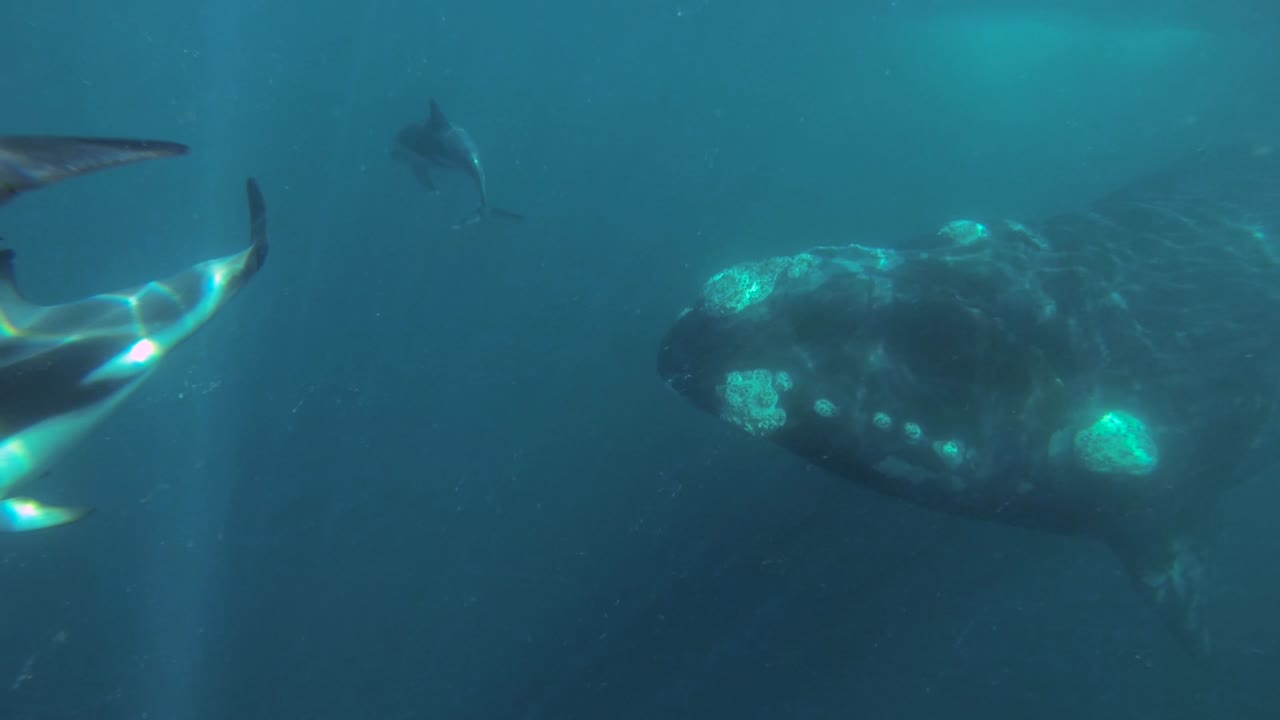 ballena franca austral nadando con un grupo de delfines oscuros tiro bajo el agua a cámara lenta