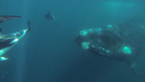 southern right whale swimming with a group of dusky dolphins underwater shot slowmotion