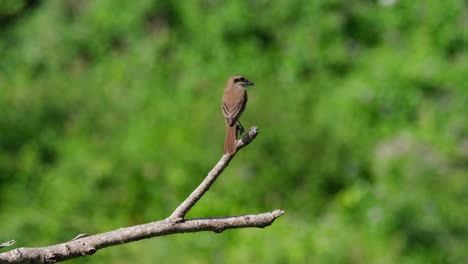 Brauner-Würger,-Lanius-Cristatus-Oben-Auf-Dem-Kahlen-Ast,-Der-Aus-Dem-Boden-Herausragt,-Wenn-Er-Am-Nachmittag-Nach-Rechts-Und-Herum-Schaut,-Phrachuap-Khiri-Khan,-Thailand