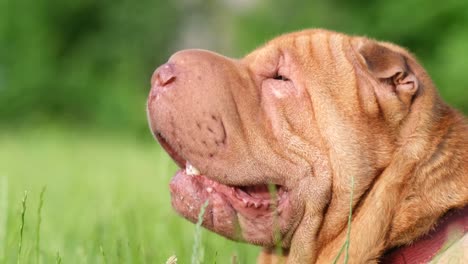 shar-pei dog in grass