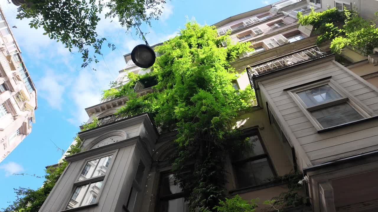 Old Building Facade Adorned with Lush Green Vines