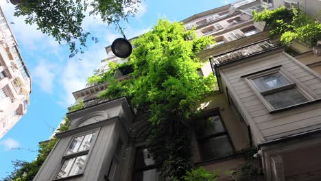 old building facade adorned with lush green vines
