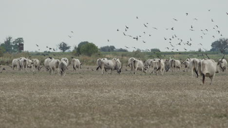 herd of hungarian grey cattle grazing.