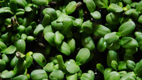 Close-up-of-green-vegetables-on-display-in-supermarket-4k