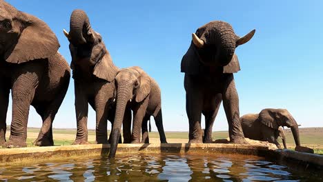 herd of african elephants quenching their thirst at a water hole on a hot summers day in africa