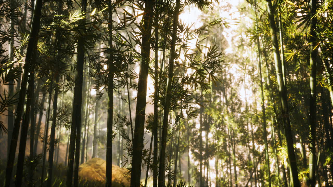 아침  ⁇ 빛 이 있는 아시아 대나무 숲