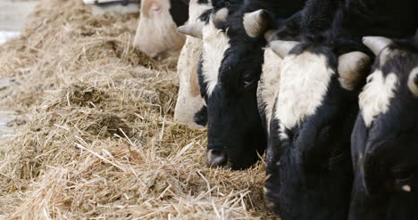 cow eating hay in farm barn agriculture dairy cows in agricultural farm barn stable 4