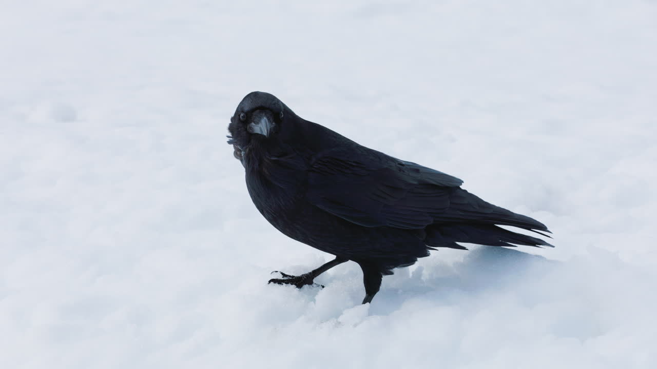 Handheld shot of a raven standing in the snow in a string wind. Shot in 4k 60fps.