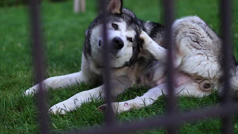 una perra husky grande y linda tirada en el suelo rascándose