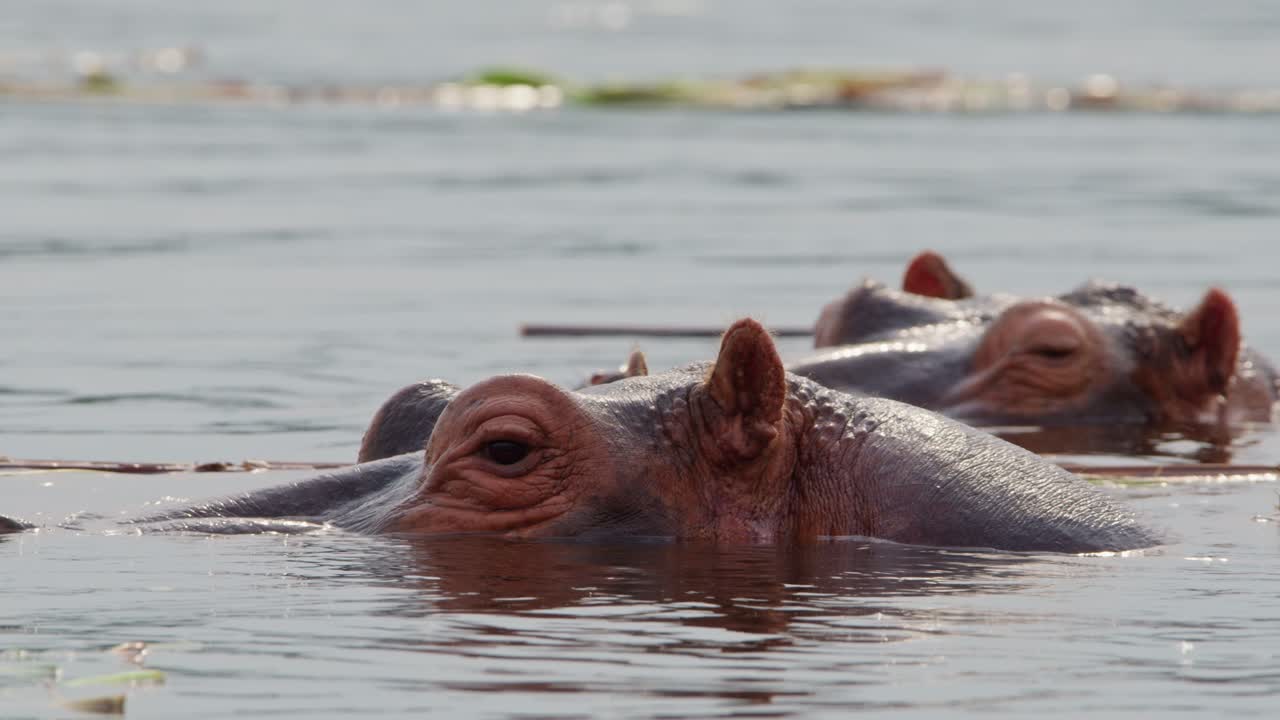 Flusspferd (Hippopotamus amphibius) taucht im Wasser des Nils auf und beobachtet die Umgebung im Murchison Falls National Park, Uganda, wobei die afrikanische Tierwelt und der natürliche Lebensraum zur Geltung kommen, Verfolgungsaufnahme