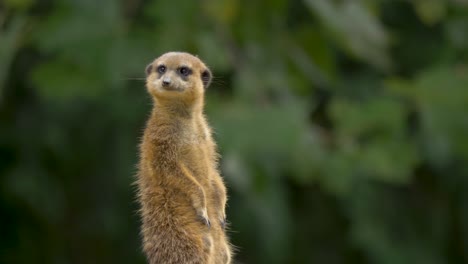 Primer-Plano-De-Un-Meerkat-Buscando-Depredadores,-Hermoso-Fondo-Verde