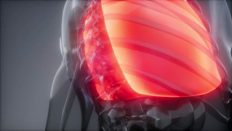 examen radiológico de los pulmones humanos