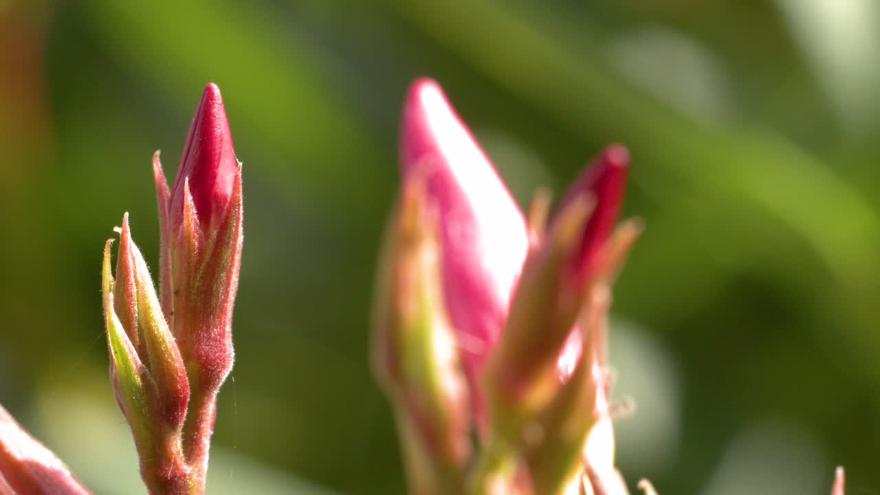 Macro view of Nerium Oleander buds with smooth camera pan, natural sunlight, soft background blur