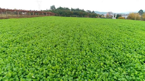 aerial shot of cultivated agriculture field