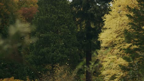 golden leaves blown in wind fall in autumnal arboretum park setting