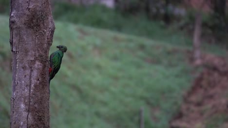 un quetzal macho en su nido en la selva tropical de costa rica 1