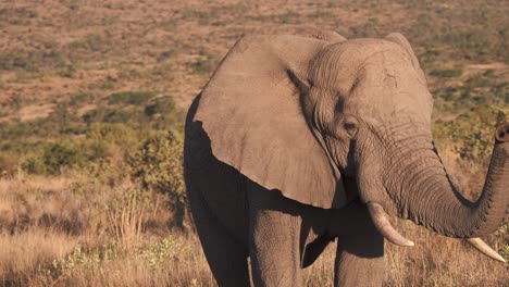 elefante en sabana africana levantando su trompa al atardecer, cámara lenta