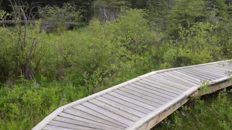 The-Beaver-Boardwalk-is-a-unique,-wooden-pathway-that-winds-through-wetlands-and-fully-functioning-beaver-pond-in-Hinton,-Alberta-with-seating-areas,-interpretive-signs-and-two-observation-towers