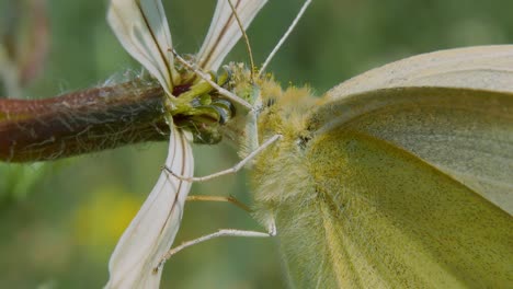 un primerísimo plano de polilla amarilla bebe polen y néctar de flor blanca y se va volando, a cámara lenta