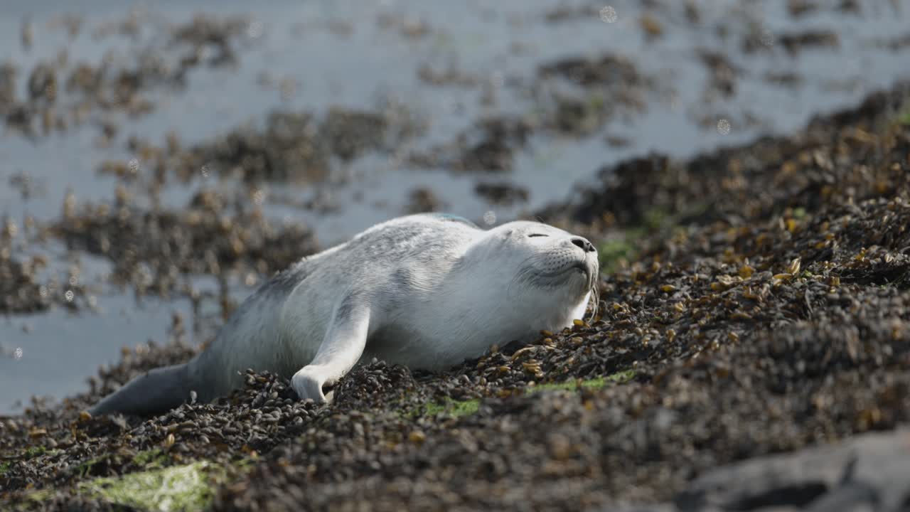 Grey Seal Pup Resting on the Shore