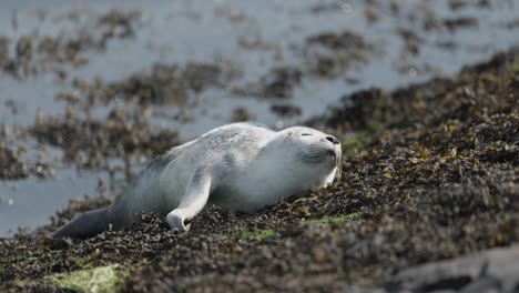 grey seal pup resting on the shore