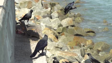 monitor lizard eat meet at shade area near coastal.