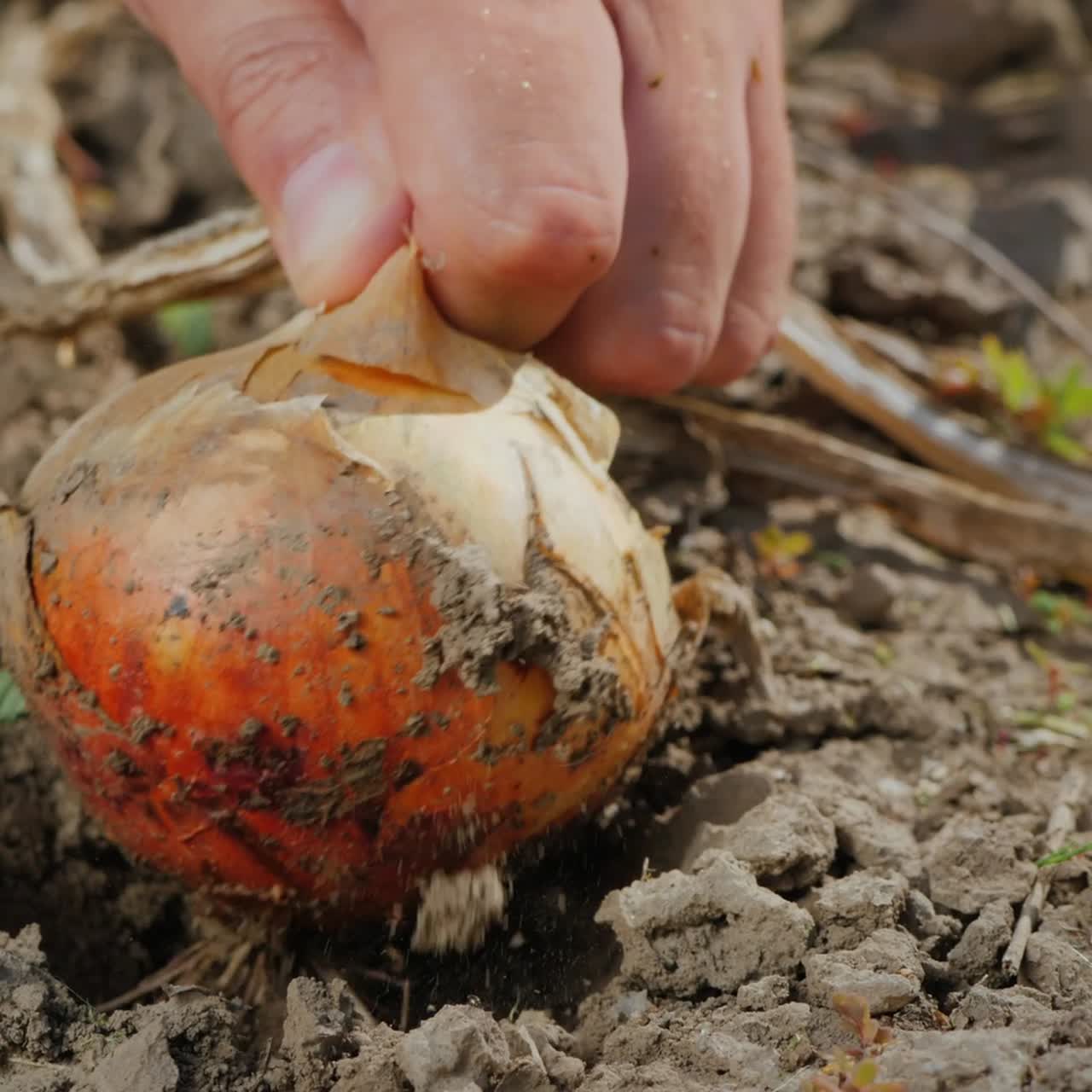 Farmer picks ripe onions from the ground