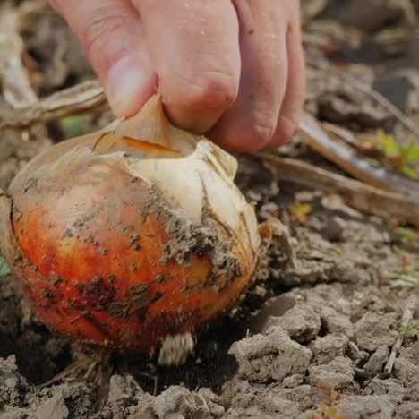 farmer picks ripe onions from the ground