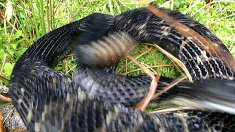 close up of timber rattle snake in the grass