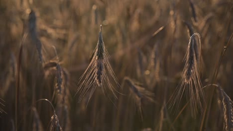 -ears-of-rye-of-the-new-harvest-in-the-sun's-rays