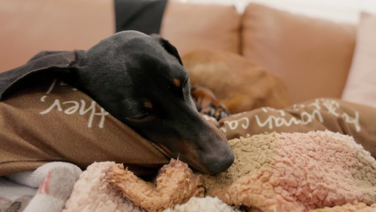 A peaceful black and tan Dachshund sleeps soundly on a couch pillow. The camera slowly zooms in on its serene, sleeping face in a quiet home