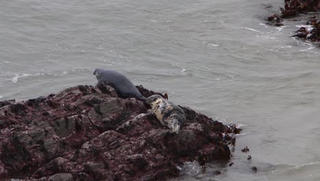 focas grises, halichoerus grypus, asentado sobre rocas