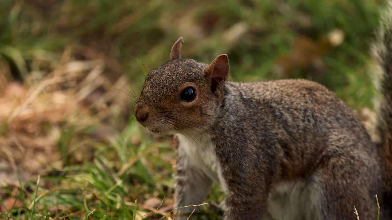 una ardilla se mueve rápidamente a través de terreno herboso