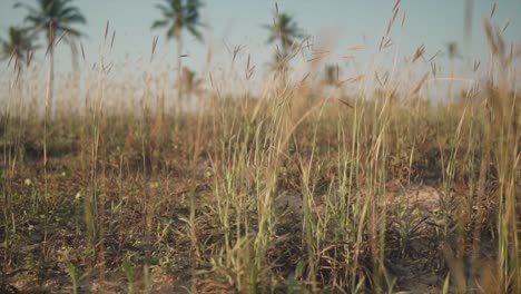 Close-up-slow-motion-shot-of-blades-of-overgrown-wild-grass-swaying-in-light-breeze-on-a-beautiful-sunny-day,-Goa,-India