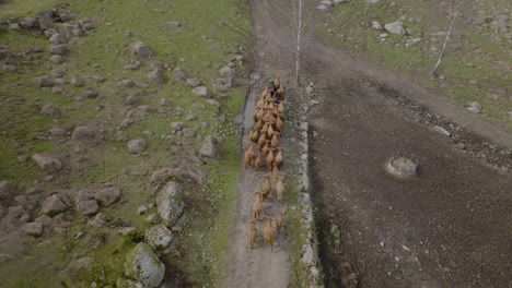 amazing aerial view of farming scene, domestic animal