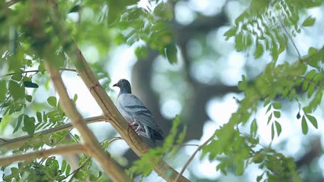 a pigeon looking around on the green tree, eventually flying off out of frame