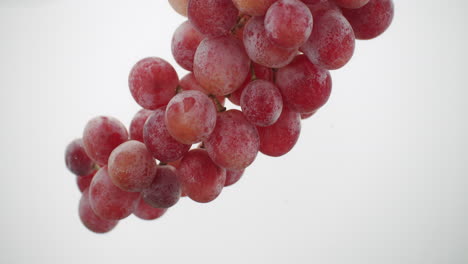 grapes cluster being dipped in clear water white background