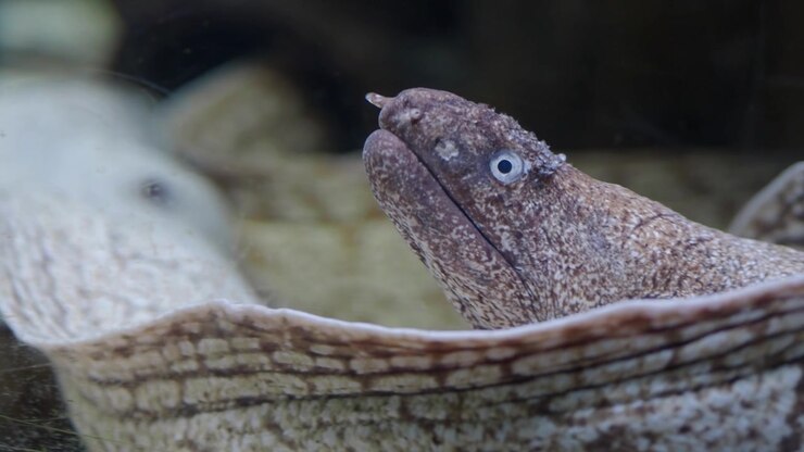 Close-up of a Moray Eel Emerging in an Aquarium