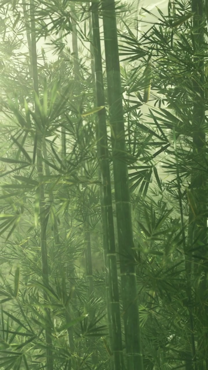 Foresta di bambù con alti fusti verdi e foglie con tempo nebbioso al mattino.