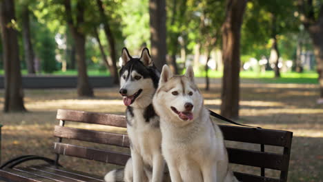 dogs sitting on a bench