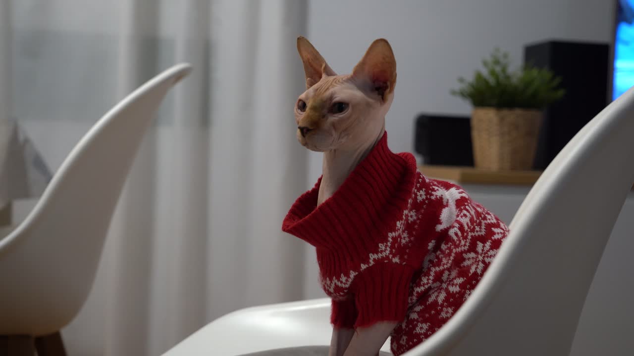 Gatto Sphynx in casa per Natale durante l'inverno che indossa un maglione