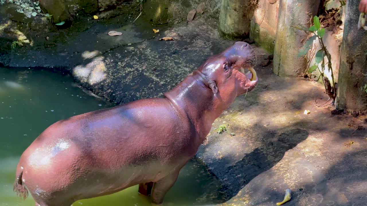 Flodhest utforsker nær vann i dyrehagehabitat